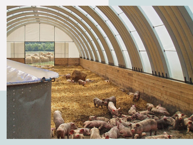 Строительство свинарников в Смоленске